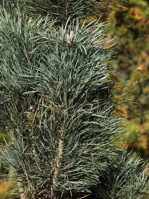 Pinus Sylvestris 'Fastigiata', Säulen-Kiefer 2 Pinus Sylvestris 'Fastigiata', Säulen-Kiefer – Bild 2