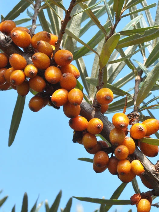 Hippophae Rhamnoides 'Leikora' 1 Hippophae Rhamnoides 'Leikora'