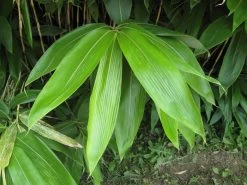 Sasa Palmata 'Nebulosa', Niedriger Großblattbambus 6 Sasa Palmata 'Nebulosa', Niedriger Großblattbambus -Gartengrün -Pflanze sasa nebulosa blatt55599ed9154b2 1280x1280