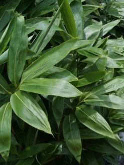Sasa Palmata 'Nebulosa', Niedriger Großblattbambus