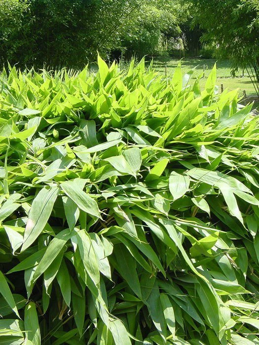 Sasa Tsuboiana, Breitblatt-Bambus 1 Sasa Tsuboiana, Breitblatt-Bambus