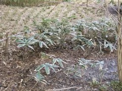 Sasa Veitchii, Breitblättriger Zwergbambus -Gartengrün -Pflanze sasa veitchii winter 1280x1280