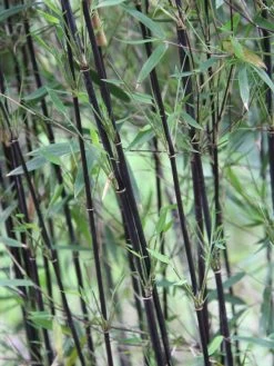 Fargesia Jiuzhaigou 'Deep Purple', Jade Bambus, Rothalmiger Schirm-Bambus 9 Fargesia Jiuzhaigou 'Deep Purple', Jade Bambus, Rothalmiger Schirm-Bambus -Gartengrün -Pflanze schattenhalme fargesia deep 1280x1280