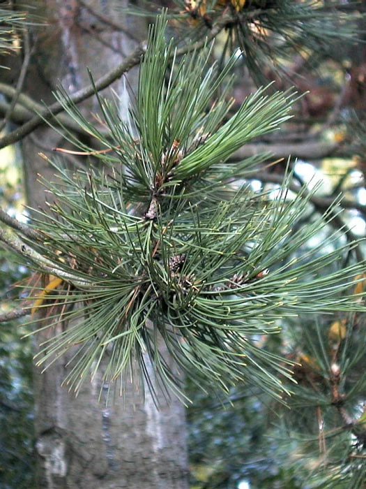 Pinus Leucodermis (syn. Heldreichii), Schlangenhaut-Kiefer 2 Pinus Leucodermis (syn. Heldreichii), Schlangenhaut-Kiefer – Bild 2