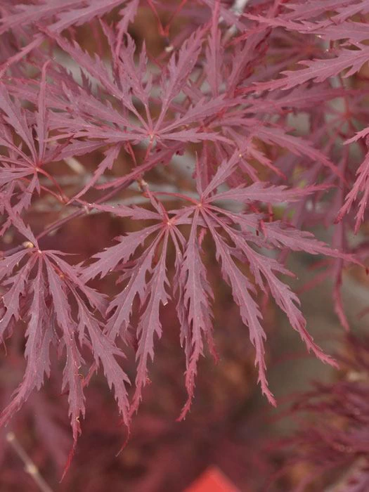 Acer Palmatum 'Dissectum Garnet', Rotblättriger Schlitzahorn 1 Acer Palmatum 'Dissectum Garnet', Rotblättriger Schlitzahorn