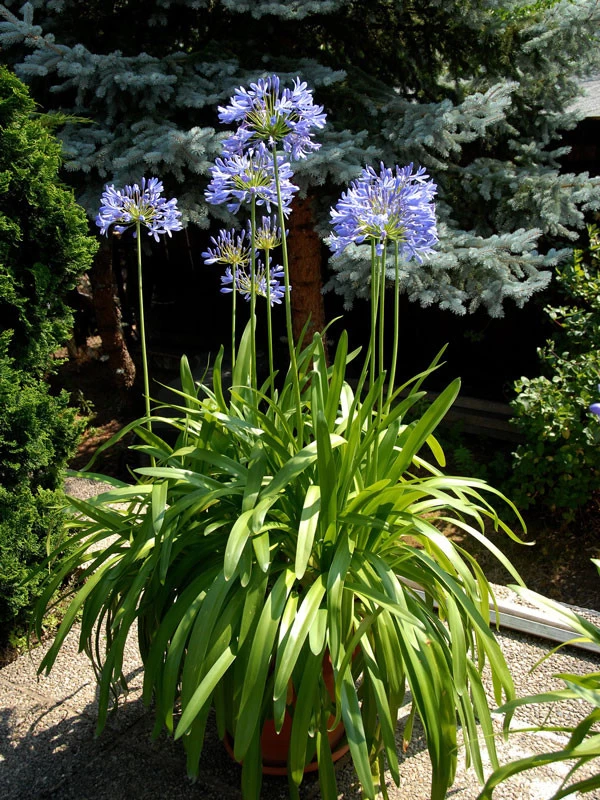 Agapanthus Africanus, Afrikanische Schmucklilie 1 Agapanthus Africanus, Afrikanische Schmucklilie