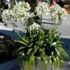 Agapanthus Africanus 'Albus', Weiße Afrikanische Schmucklilie