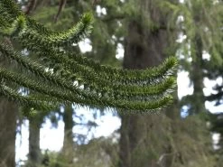 Araucaria Araucana, Chilenische Schmucktanne 5 Araucaria Araucana, Chilenische Schmucktanne -Gartengrün -Pflanze schmucktanne zweige 1280x1280