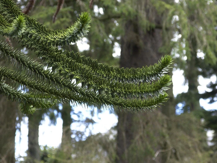 Araucaria Araucana, Chilenische Schmucktanne 3 Araucaria Araucana, Chilenische Schmucktanne – Bild 3