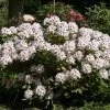 Rhododendron 'Schneeauge'