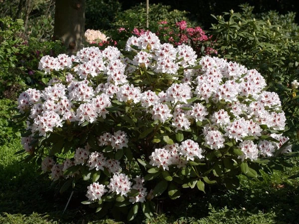 Rhododendron 'Schneeauge' 1 Rhododendron 'Schneeauge'