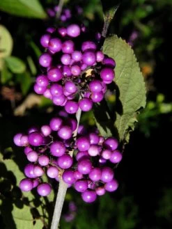 Callicarpa Bodinieri 'Profusion', Liebesperlenstrauch 7 Callicarpa Bodinieri 'Profusion', Liebesperlenstrauch -Gartengrün -Pflanze schoenfrucht 1280x1280