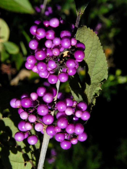 Callicarpa Bodinieri 'Profusion', Liebesperlenstrauch 4 Callicarpa Bodinieri 'Profusion', Liebesperlenstrauch – Bild 4