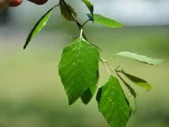 Betula Nigra, Schwarz-Birke - Hochstamm 5 Betula Nigra, Schwarz-Birke - Hochstamm -Gartengrün -Pflanze schwar birke blatt 1280x1280