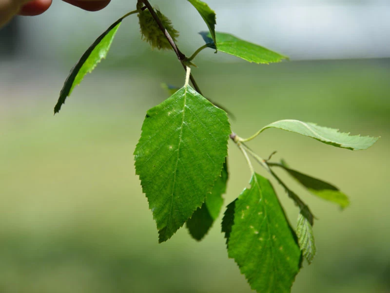 Betula Nigra, Schwarz-Birke - Hochstamm 3 Betula Nigra, Schwarz-Birke - Hochstamm – Bild 3