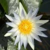 Nymphaea Hybride Hever White, Seerose, Teichrose