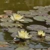 Nymphaea Hybride Marliacea Chromatella, Seerose, Teichrose