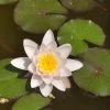 Nymphaea Hybride Marliacea Rosea, Seerose, Teichrose