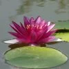 Nymphaea Pygmaea Perry's Baby Red, Zwergseerose