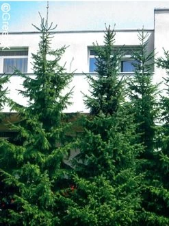 Picea Omorika, Serbische Fichte 8 Picea Omorika, Serbische Fichte -Gartengrün -Pflanze serbische fichte 41310 2 1280x1280