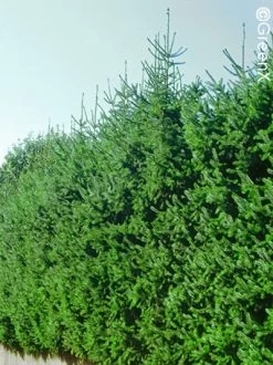 Picea Omorika, Serbische Fichte