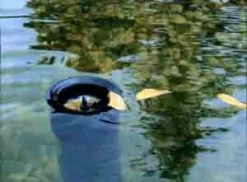 AquaSkim 40, Oberflächenabsauger Von OASE (Art.Nr.56907) 7 AquaSkim 40, Oberflächenabsauger Von OASE (Art.Nr.56907) -Gartengrün -Pflanze skimmer j 1280x1280