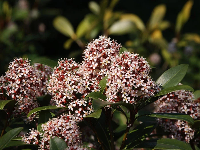 Skimmia Japonica 'Rubella', Japanische Blütenskimmie 2 Skimmia Japonica 'Rubella', Japanische Blütenskimmie – Bild 2