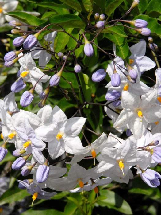 Solanum Jasminoides, Sommerjasmin 4 Solanum Jasminoides, Sommerjasmin – Bild 4