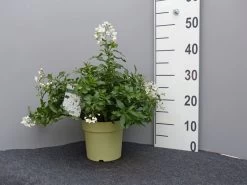 Solanum Jasminoides, Sommerjasmin 8 Solanum Jasminoides, Sommerjasmin -Gartengrün -Pflanze sommer jasmin 1 1280x1280