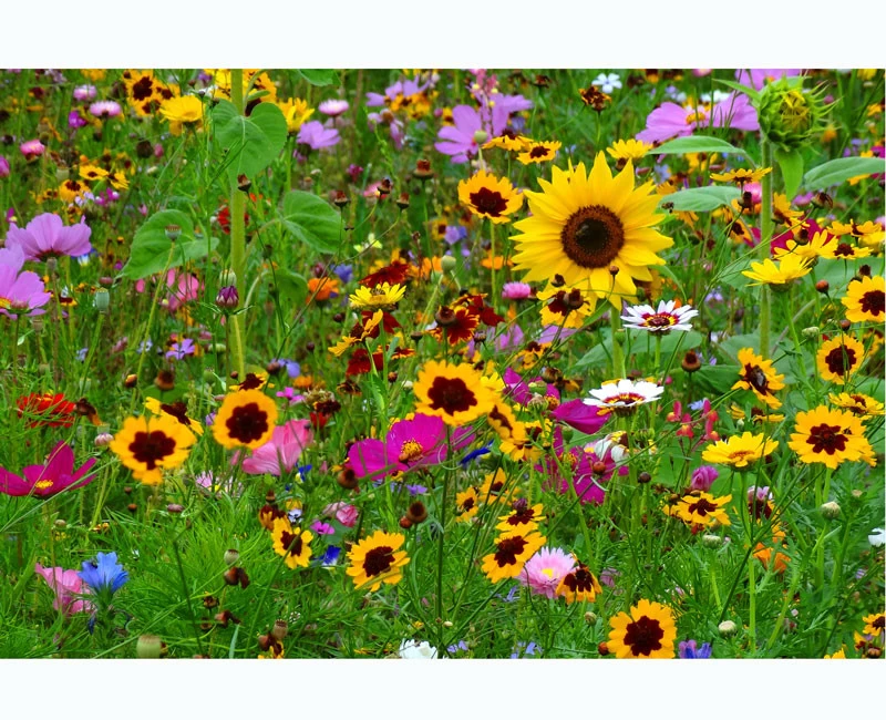 Blumenwiese - Wehretaler Sommertraum 1 Blumenwiese - Wehretaler Sommertraum