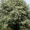 Sorbus Intermedia, Schwedische Mehlbeere
