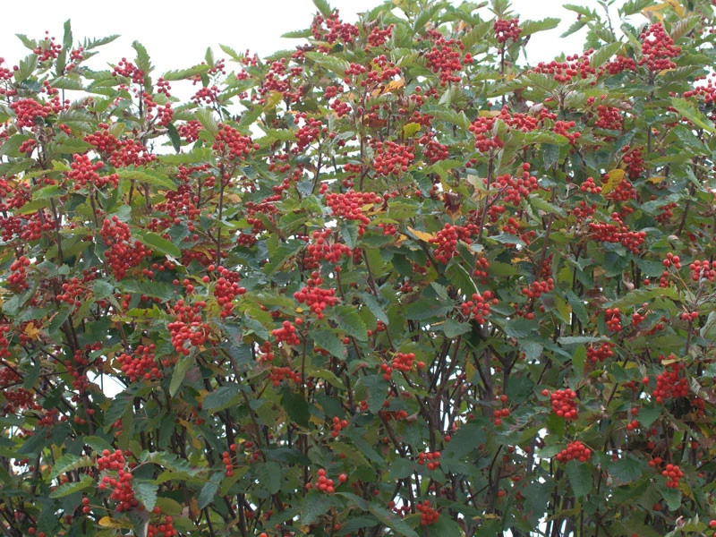 Sorbus Thuringiaca 'Fastigiata', Thüringische Säulen-Eberesche - Hochstamm 2 Sorbus Thuringiaca 'Fastigiata', Thüringische Säulen-Eberesche - Hochstamm – Bild 2