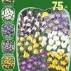 Botanische Krokus-Prachtmischung (Art.Nr. 598226)