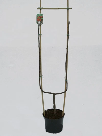 Williams Christ, Birne U-Spalier 2 Williams Christ, Birne U-Spalier – Bild 2