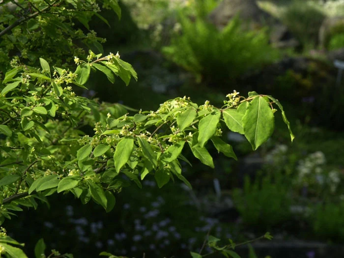 Euonymus Alatus 'Compactus' 2 Euonymus Alatus 'Compactus' – Bild 2