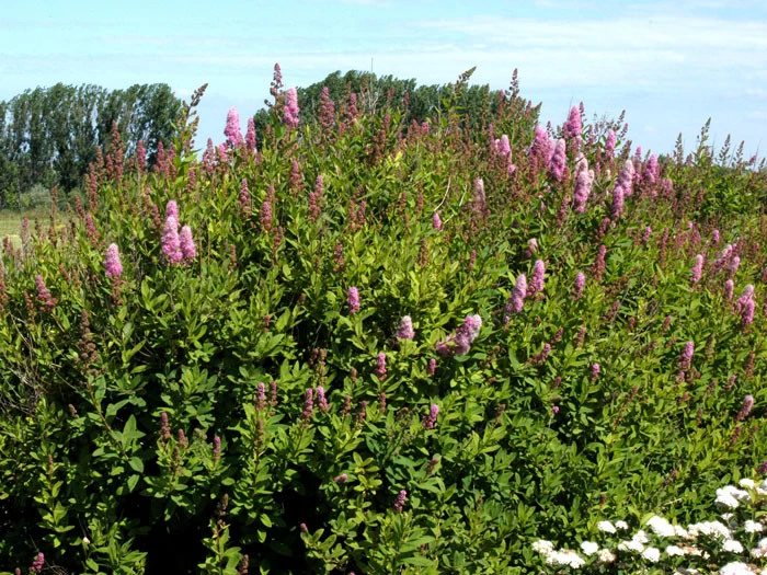 Spiraea Billardii 'Triumphans', Kolbenspiere 3 Spiraea Billardii 'Triumphans', Kolbenspiere – Bild 3