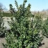Ilex Meserveae Blue Prince, Stechpalme