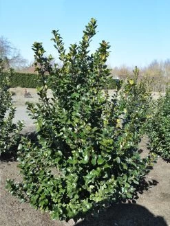 Ilex Meserveae Blue Prince, Stechpalme