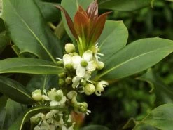 Ilex Aquifolium, Gemeine Stechpalme, Hülse 11 Ilex Aquifolium, Gemeine Stechpalme, Hülse -Gartengrün -Pflanze stechpalme 1280x1280