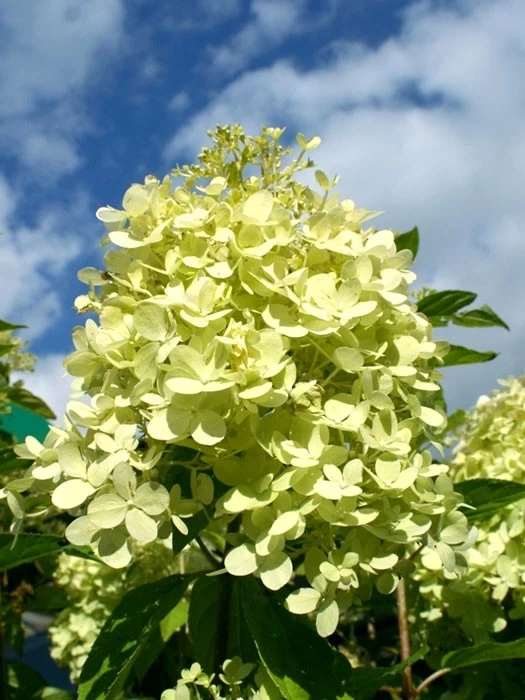 Hydrangea Paniculata 'Limelight'®, Rispen-Hortensie 1 Hydrangea Paniculata 'Limelight'®, Rispen-Hortensie