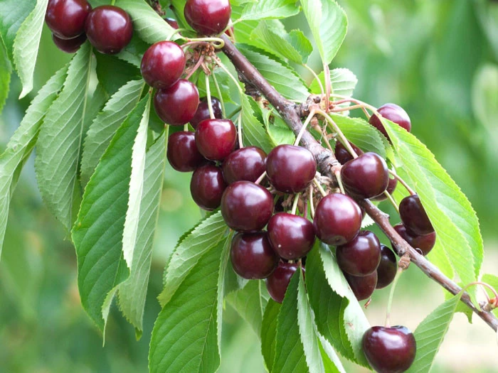 Säulenkirsche 'Sylvia', Süßkirsche 2 Säulenkirsche 'Sylvia', Süßkirsche – Bild 2