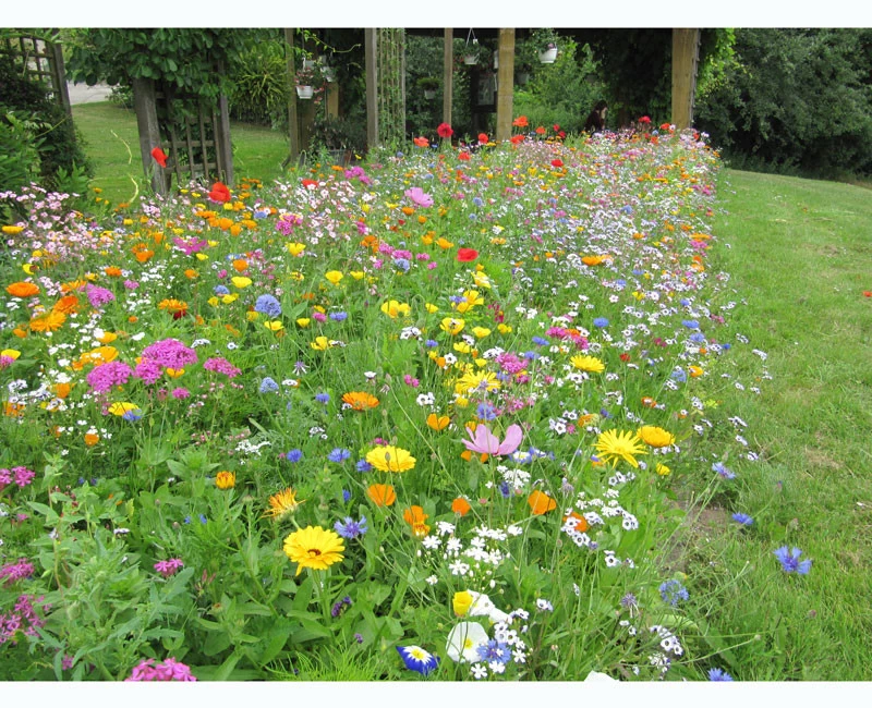 Blumenwiese - Super Premium Mischung 1 Blumenwiese - Super Premium Mischung