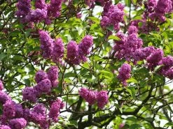 Syringa Vulgaris 'Charles Joly', Edel-Flieder 5 Syringa Vulgaris 'Charles Joly', Edel-Flieder -Gartengrün -Pflanze syringa charles joly 1280x1280