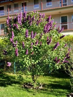 Syringa Vulgaris 'Andenken An Ludwig Späth' -Gartengrün -Pflanze syringa ludwig spaeth55599f4a6ec44 1280x1280