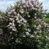 Syringa Meyeri 'Josee', Zwergflieder