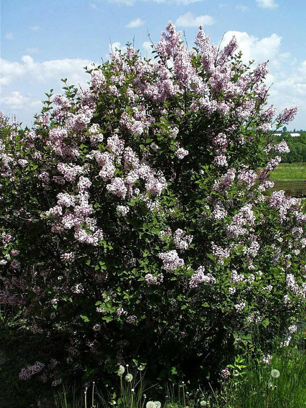 Syringa Meyeri 'Josee', Zwergflieder 1 Syringa Meyeri 'Josee', Zwergflieder