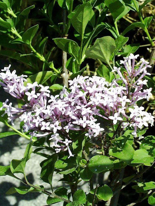 Syringa Meyeri 'Palibin', Zwerg-Duftflieder 1 Syringa Meyeri 'Palibin', Zwerg-Duftflieder