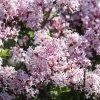 Syringa Patula 'Miss Kim', Samtflieder