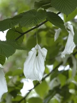 Davidia Involucrata Vilmoriniana, Taschentuchbaum 8 Davidia Involucrata Vilmoriniana, Taschentuchbaum -Gartengrün -Pflanze taschentuchbaum bluete 1280x1280