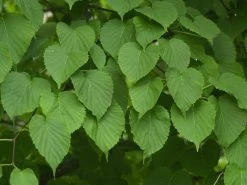 Davidia Involucrata Vilmoriniana, Taschentuchbaum 11 Davidia Involucrata Vilmoriniana, Taschentuchbaum -Gartengrün -Pflanze taschentuchbaum laub 1280x1280